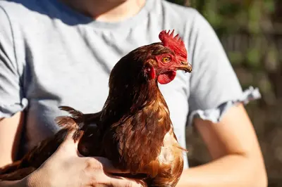 Preparing Your Chickens for Winter