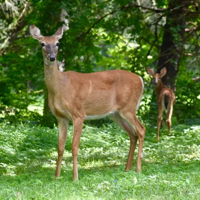 Preventing Deer Damage