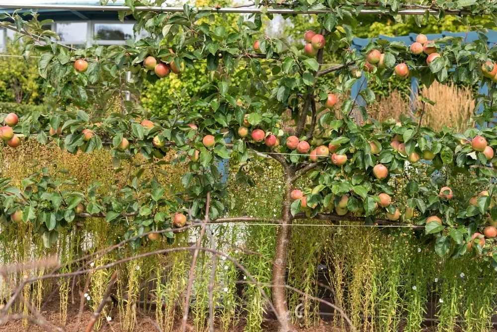 Pruning Fruit Trees Buckerfield's BC's Original Country Store