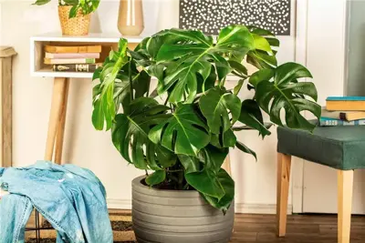 Room design with indoor plants for a green jungle