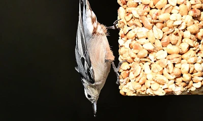 Seed Logs