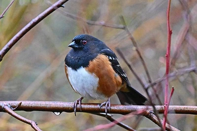 Spotted Towhee