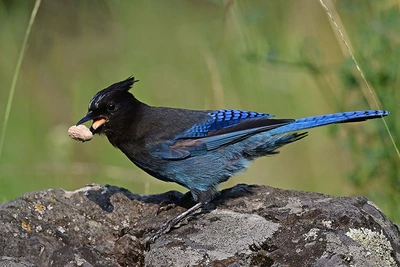 Steller’s Jay: The Provincial Bird of British Columbia