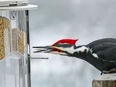 Sunflower Chips – the Perfect September Feeder Food