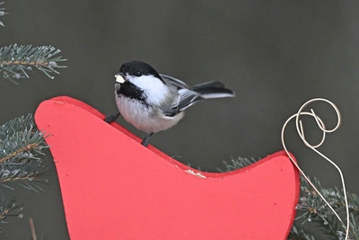 The Feeder Birds of Christmas