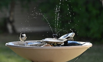 The Importance of Water for Birds