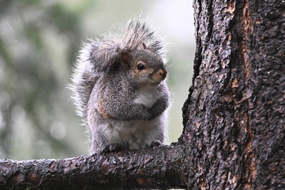 Thwarting Eastern Gray Squirrels