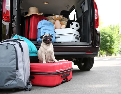 Dog sitting with suitcases loaded into a car