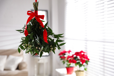 Top 5 Christmas plants