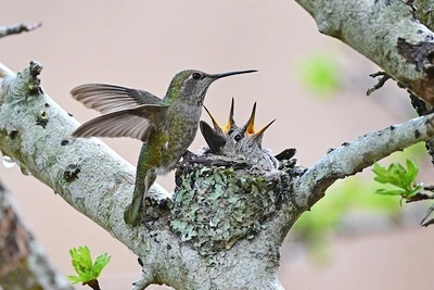 Why It Makes Sense to Feed Birds All Summer
