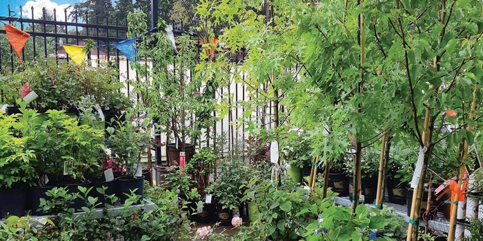 All Nursery Stock