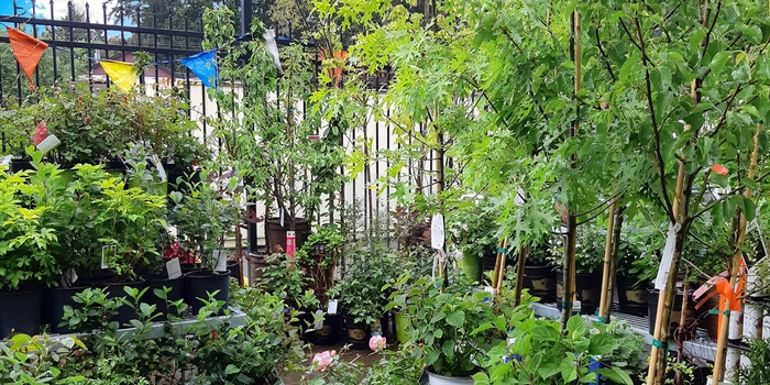All Perennials, Trees, & Shrubs