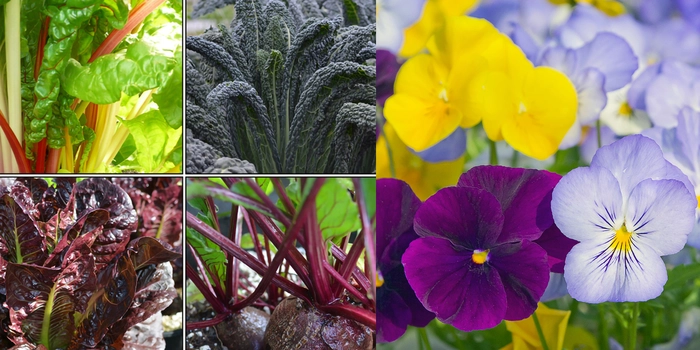 Annual Basket Stuffers & Veggie Starts