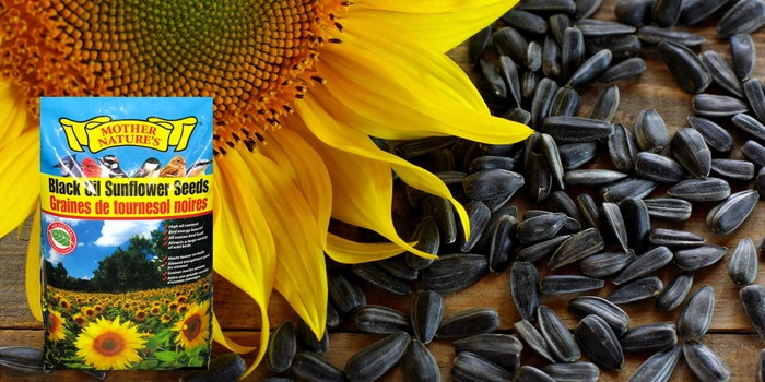 Black Oil Sunflower