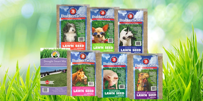 Buckerfield’s Lawn Seed