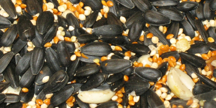 Buckerfield’s  Major Attraction Wild Bird Seed