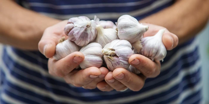 Bulk Garlic Sale