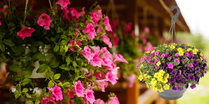 Flowering Hanging Baskets