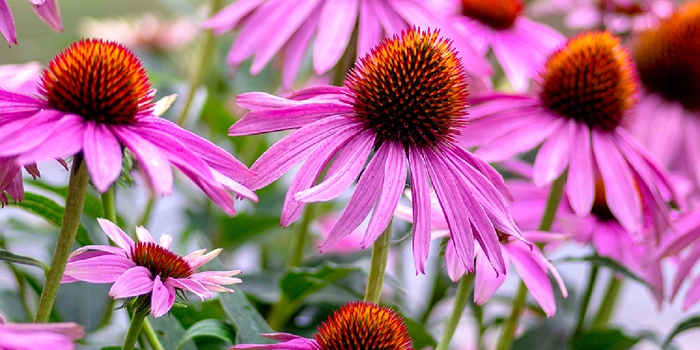 Flowering Perennials