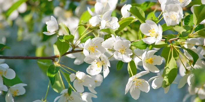 Fruit Trees Are In Stock!