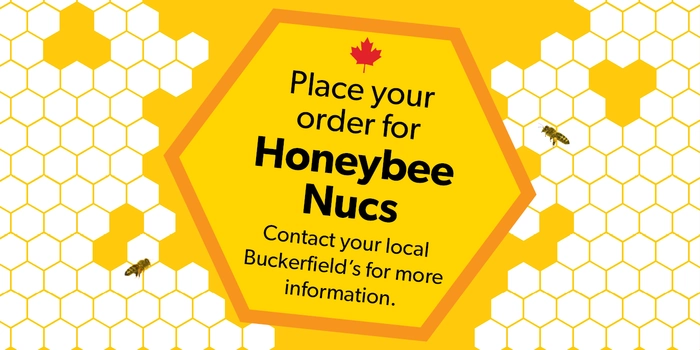 Honeybee Nucs
