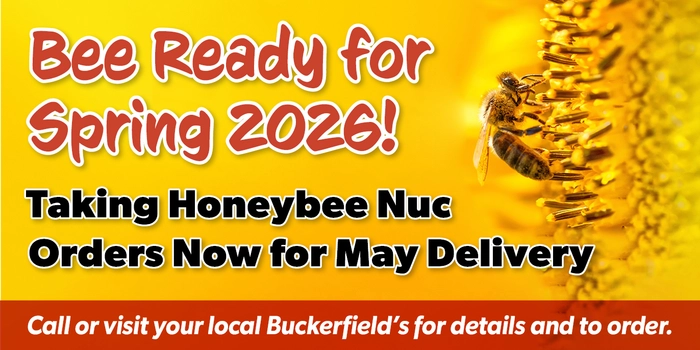 Honeybee Nucs