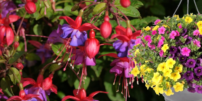 Mixed or Fuchsia Hanging Basket