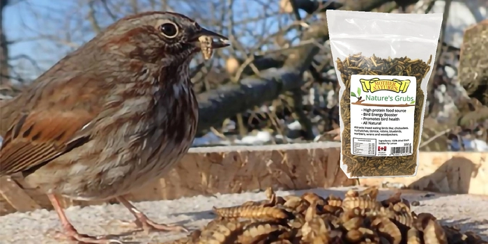 Nature’s Grubs