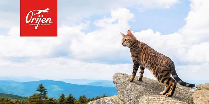 Orijen Cat Food