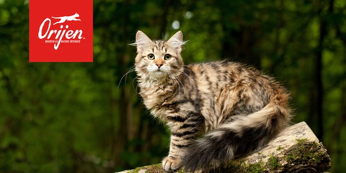Orijen Freeze-Dried Cat Treats