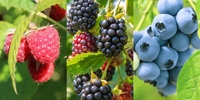 Raspberry, Blackberry, or Blueberry Plants