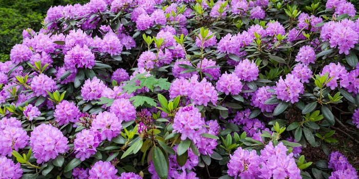 Rhododendrons