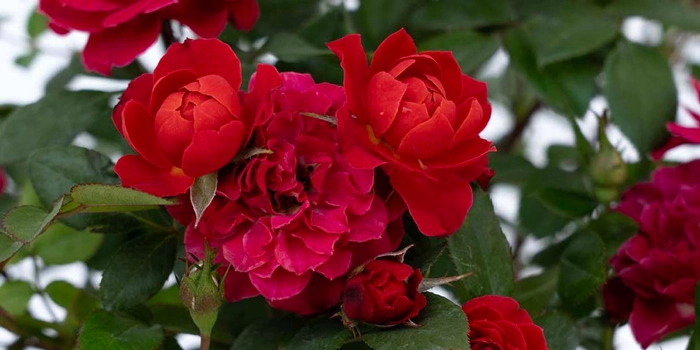 Star Roses