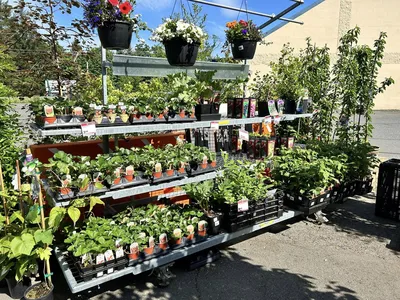 Duncan BC