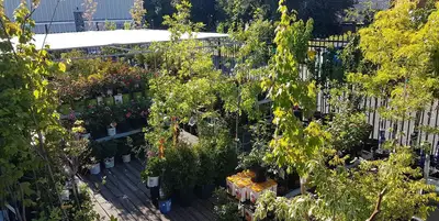 Langford BC