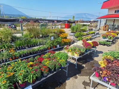 Salmon Arm BC