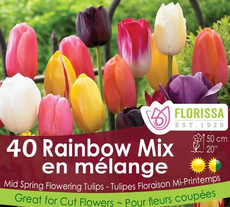 Van Noort Tulip Rainbow Mix 40pk