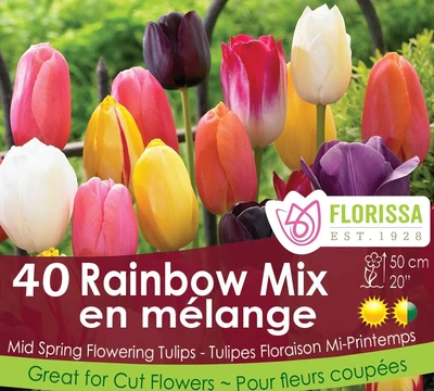 Van Noort Tulip Rainbow Mix 40pk