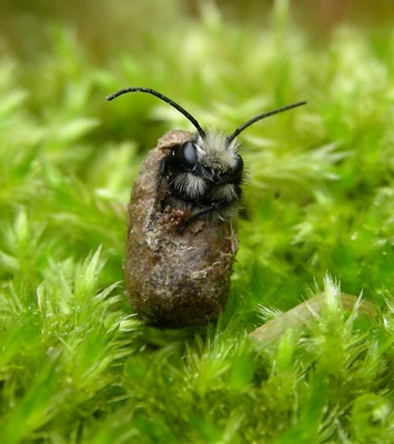 Mason Bees 10 Cocoons