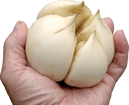 Van Noort Elephant Garlic Head Per/kg