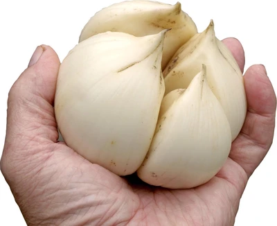 Van Noort Elephant Garlic Head Per/kg