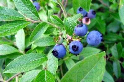 TG 1 Gal Blueberry Blue Crop