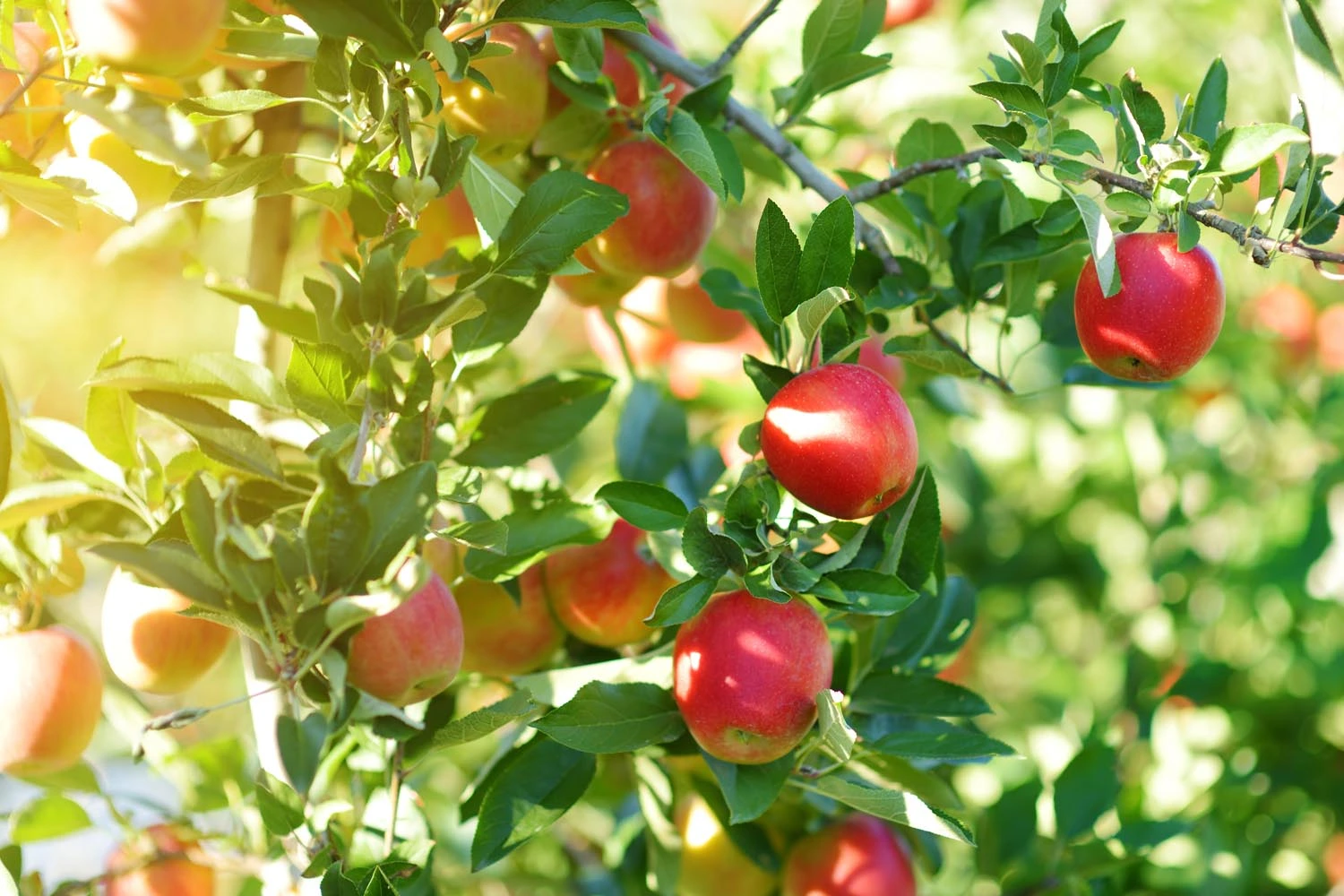 Bylands 5 Gal Apple Tree - Buckerfield's - BC's Original Country Store