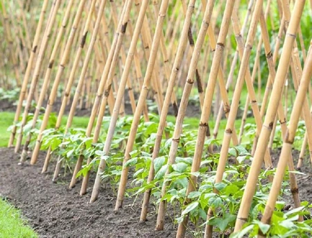 MyGarden 5'  Natural Bamboo Stakes 20pk - image 1