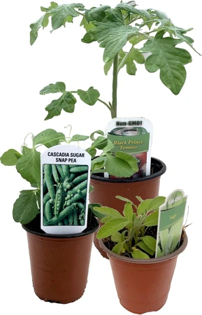 EVL 3.5" Peppers Assorted