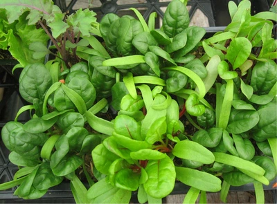 Meadowland 606 Organic Veggie/Fruit