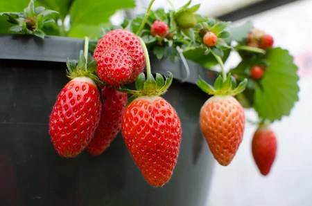 Meadowland 10" Strawberry Hanging Basket