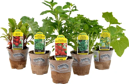 Meadowland 4" Organic Vegetables