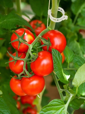 MyGarden Tomato Ring Clips 100pk