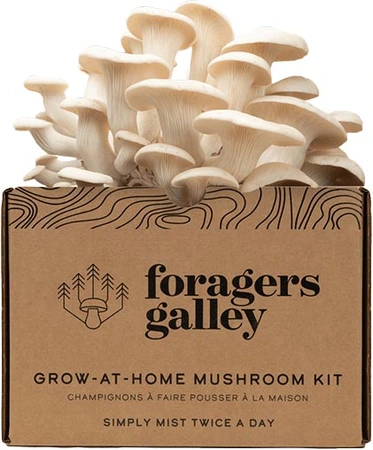 Foragers Galley Snow Oyster Mushroom Grow Kit - image 2